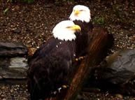 Alaska - Ketchikan - Wildlife, Eagles, Tour