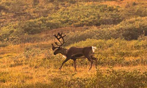 Alaska - Denali - Anchorage - Caribou - Wildlife, animals, cruisetour